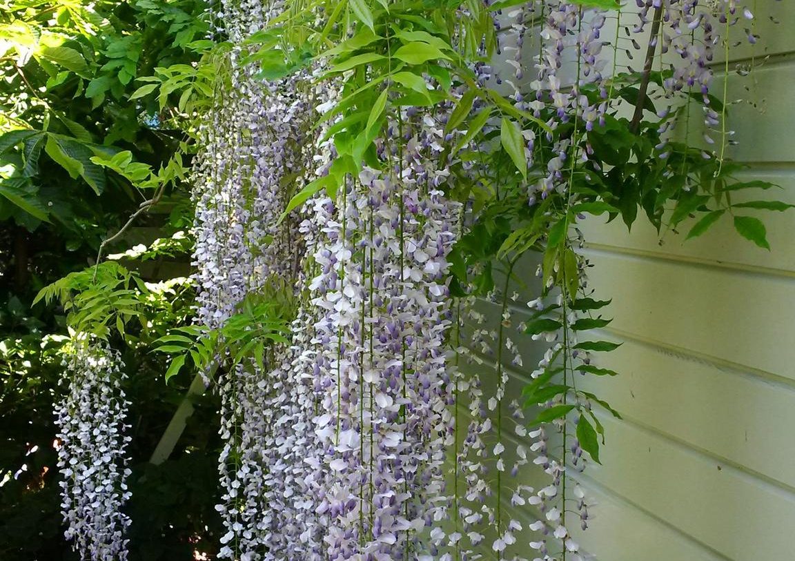 Te koop: Foto Woonhuis aan de Warder 181 in Warder