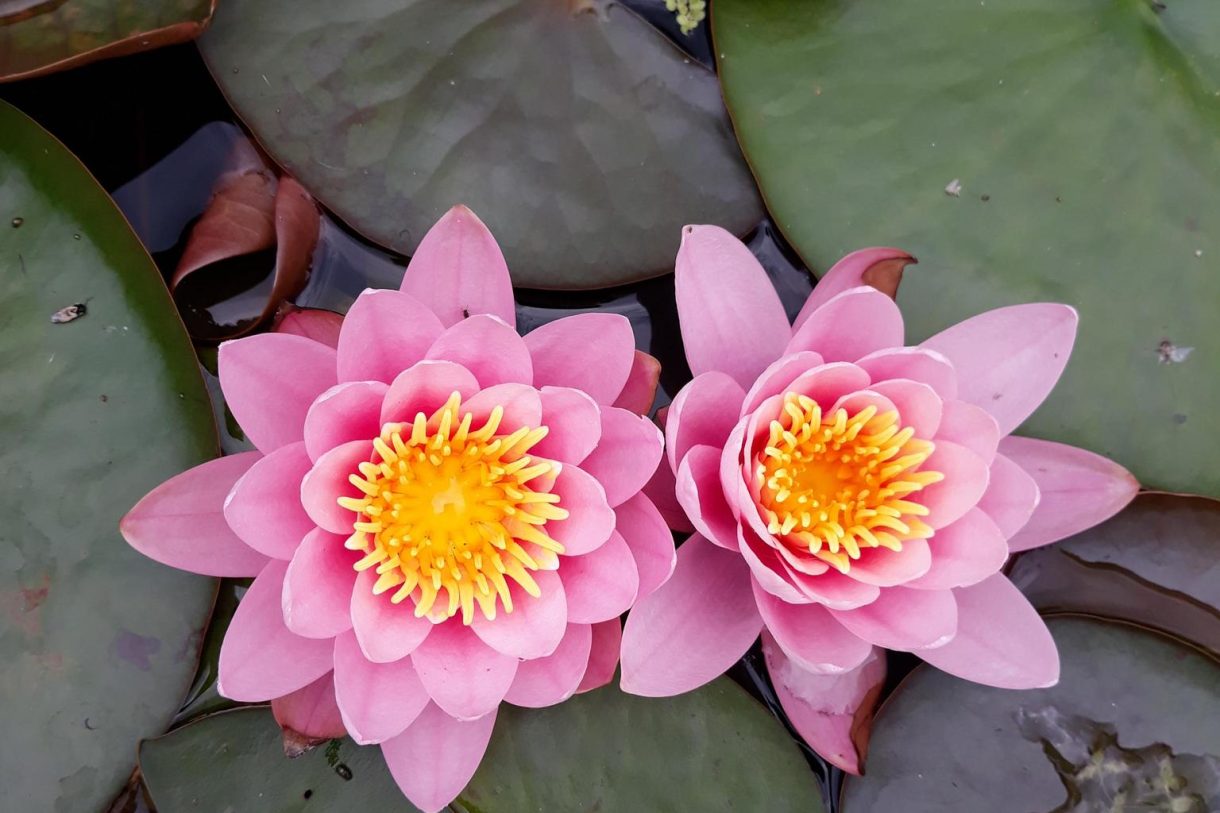 Te koop: Foto Woonhuis aan de Warder 181 in Warder