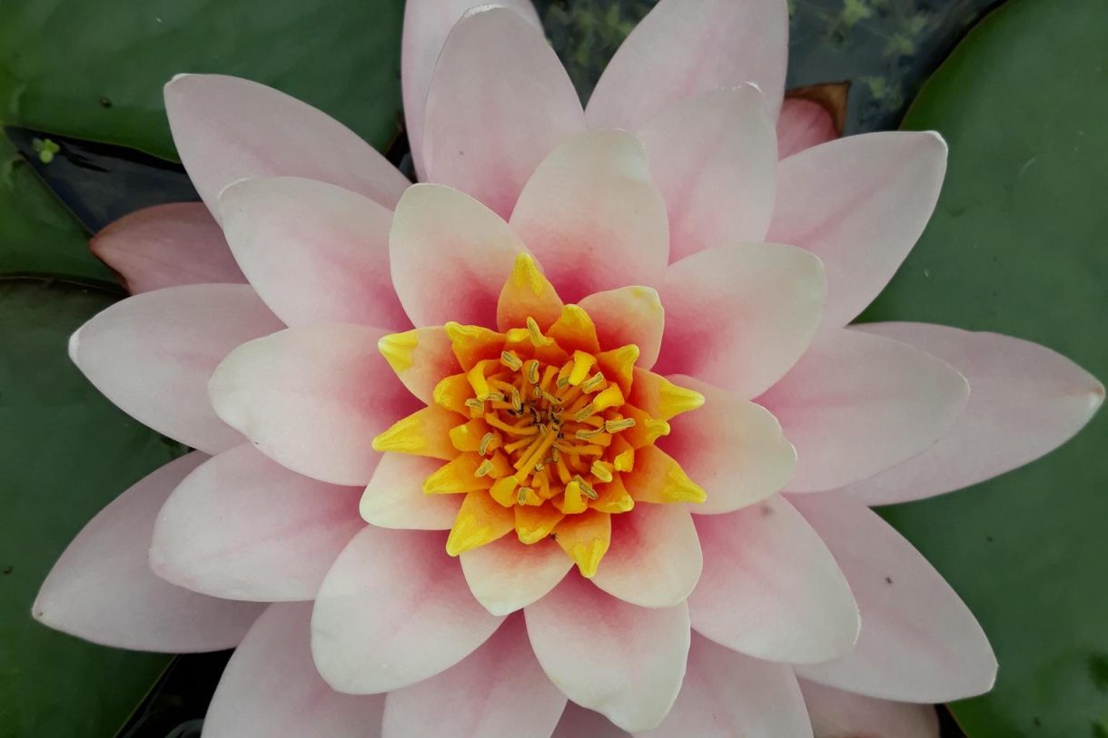 Te koop: Foto Woonhuis aan de Warder 181 in Warder