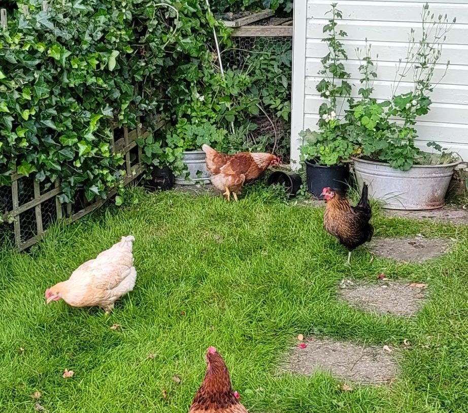 Te koop: Foto Woonhuis aan de Warder 181 in Warder