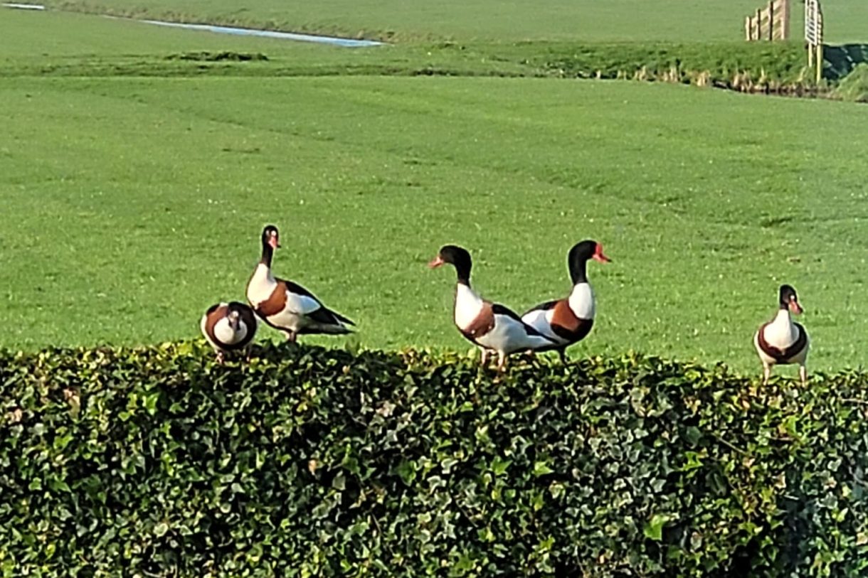 Te koop: Foto Woonhuis aan de Warder 181 in Warder
