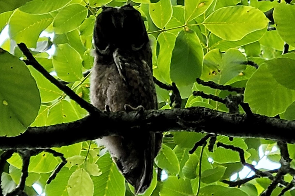 Te koop: Foto Woonhuis aan de Warder 181 in Warder